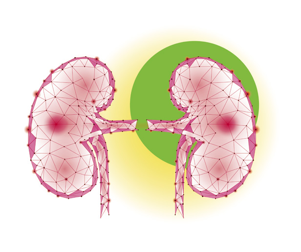 Подкрепа на бъбреците и пикочния мехур