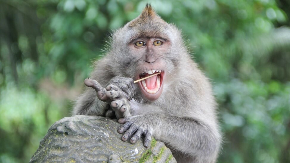 паста за зъби