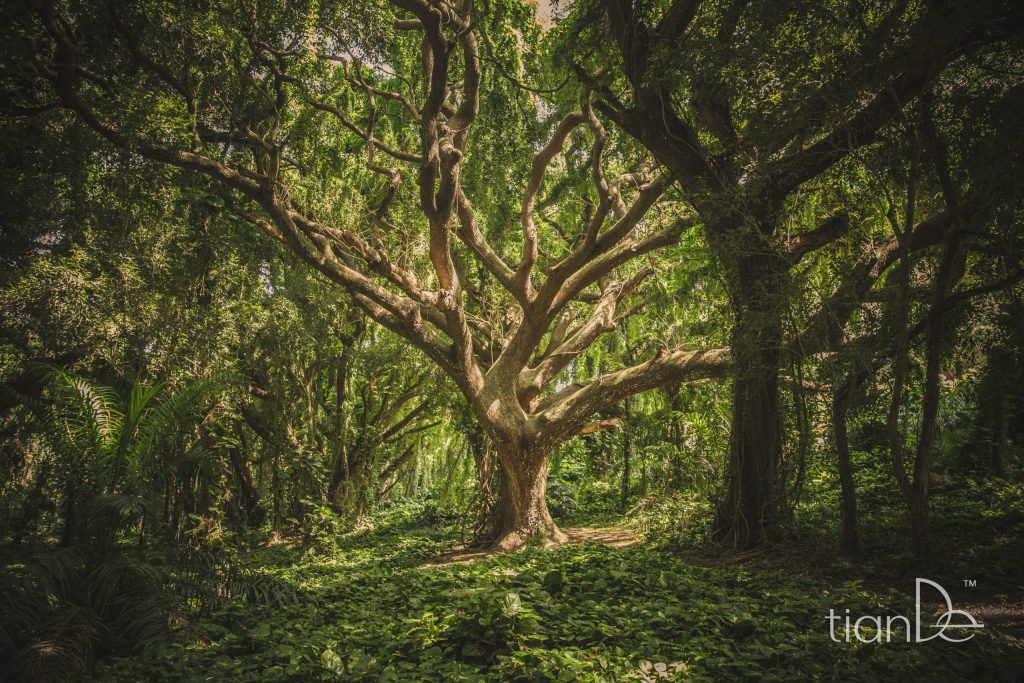 миене на съдове